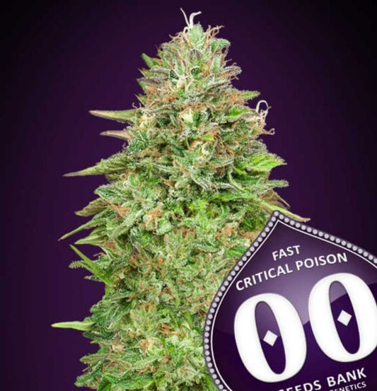 Kompakte Critical Poison Fast Blüte mit dichten, harzigen Buds und orangefarbenen Blütenstempeln.