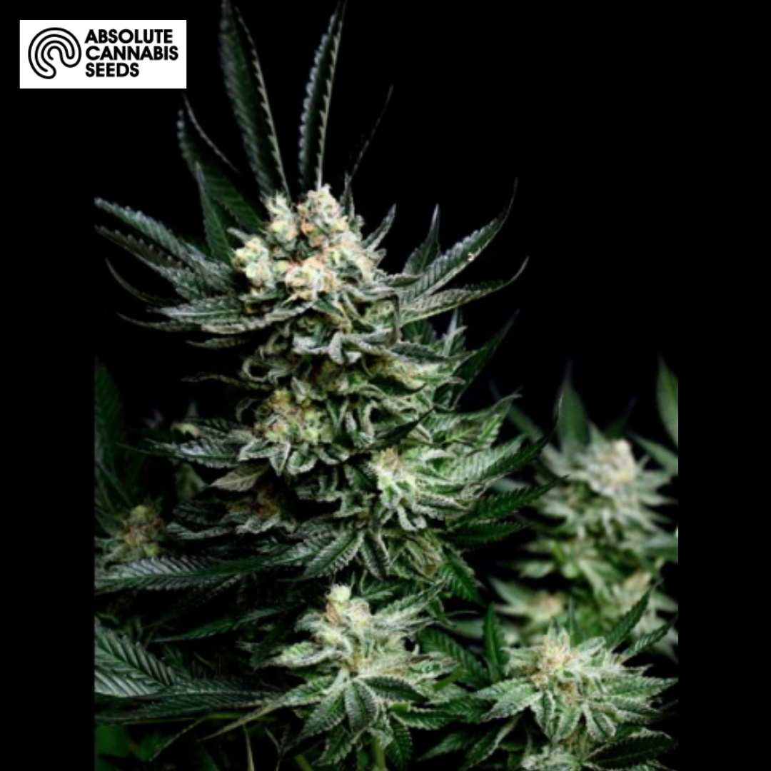 Critigal+ Cannabisblüte mit dichten, harzigen Buds und grünen Zuckerblättern
