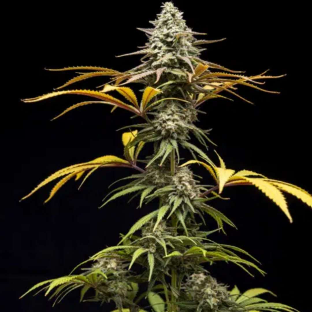 Crunch von World Breeders mit dichter, stark bereifter Cannabisblüte und kompakten Zuckerblättern.