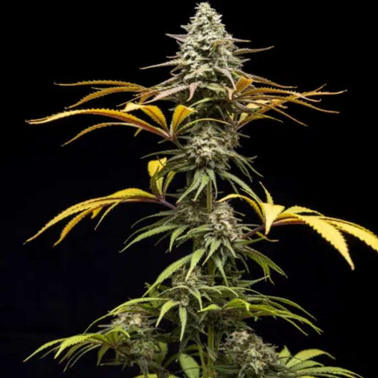 Crunch von World Breeders mit dichter, stark bereifter Cannabisblüte und kompakten Zuckerblättern.