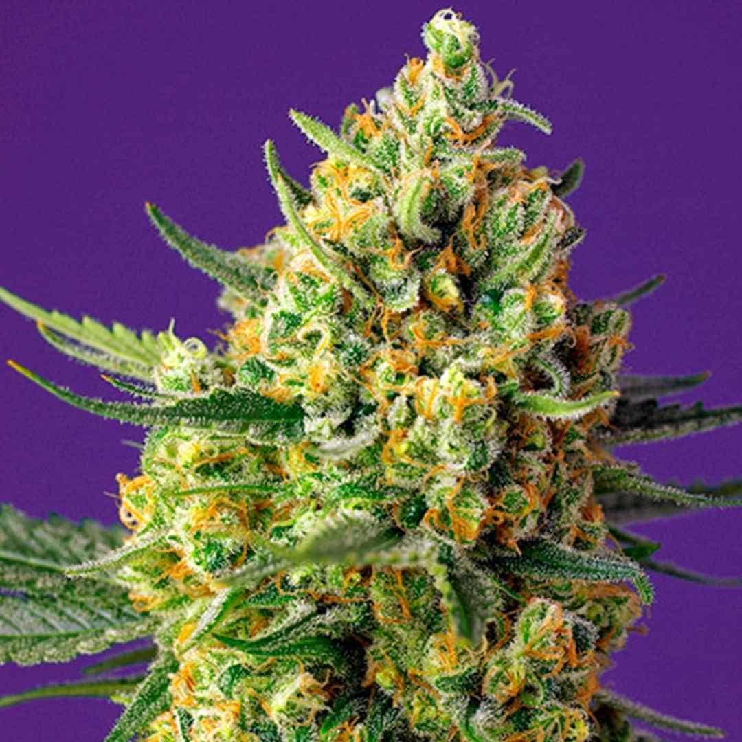 Dicht bewachsene Crystal Candy XL Auto Blüte mit leuchtend orangefarbenen Härchen und glitzernden Harzkristallen.