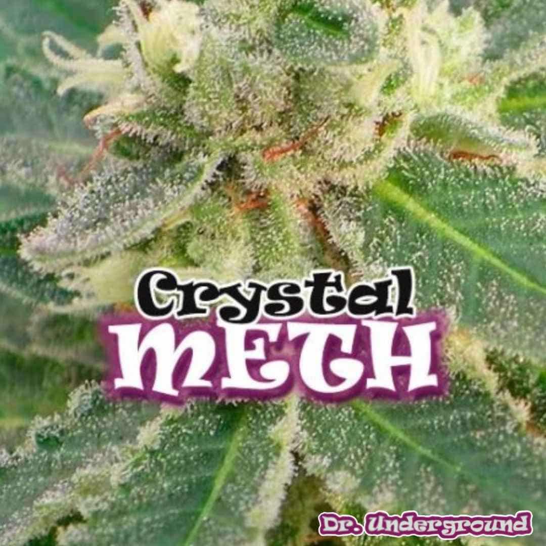 Crystal M.E.T.H. Cannabisblüte mit dichten Trichomen, harziger Struktur und hellgrünen Blättern