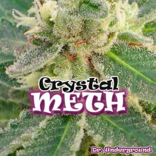 Crystal M.E.T.H. Cannabisblüte mit dichten Trichomen, harziger Struktur und hellgrünen Blättern