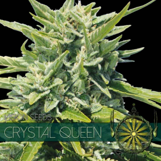 Harzige Crystal Queen Blüte von Vision Seeds mit dichten grünen Kelchen und sichtbaren Trichomen.