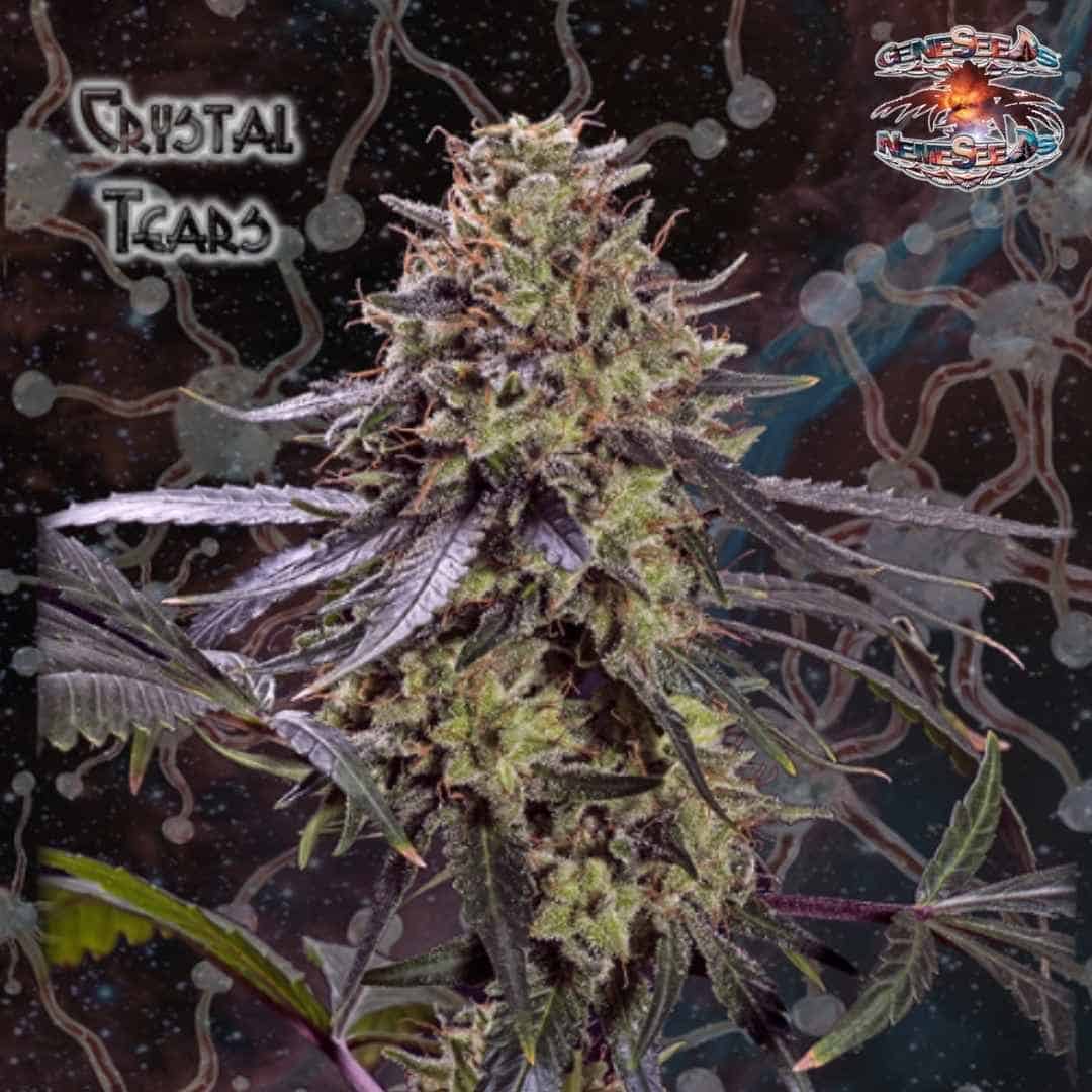 Crystal Tears Cannabisblüte mit harziger Struktur, violetten Blättern und dichten Blütenkelchen