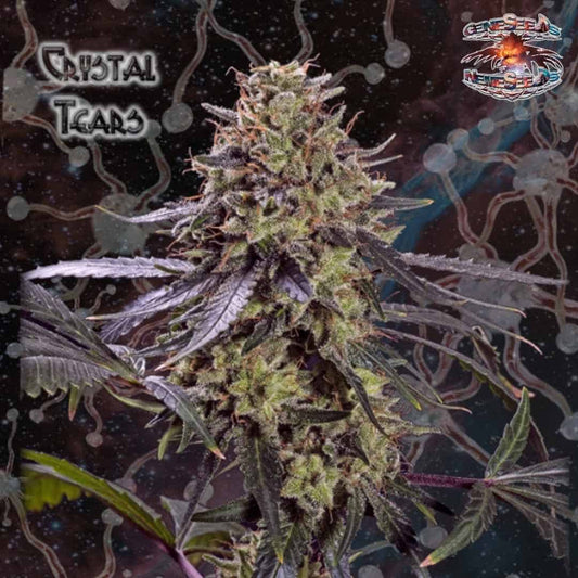 Crystal Tears Cannabisblüte mit harziger Struktur, violetten Blättern und dichten Blütenkelchen