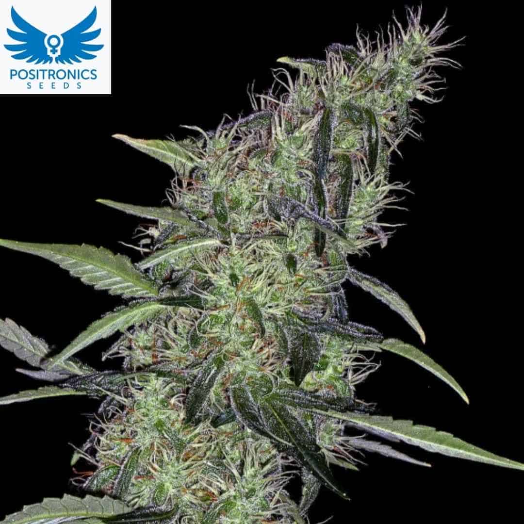 Cum Laude Cannabispflanze mit langen harzigen Blüten und schmalen Blättern in der Blütephase