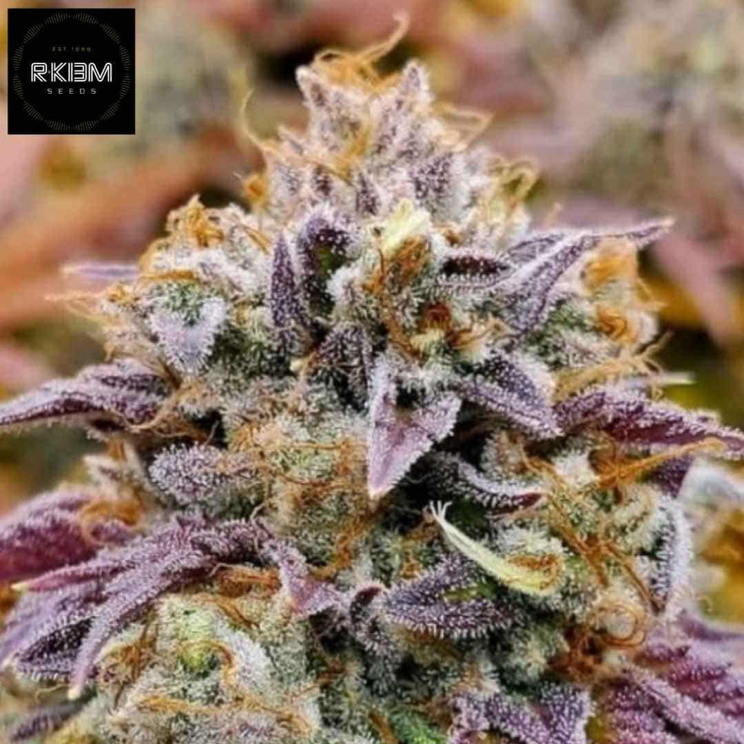 Cumbia Cannabisblüte mit violetten Blättern, dichten harzigen Buds und sichtbaren Trichomen