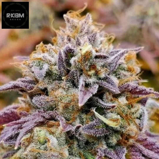 Cumbia Cannabisblüte mit violetten Blättern, dichten harzigen Buds und sichtbaren Trichomen
