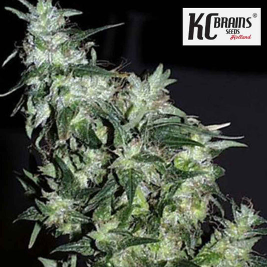 Cyber Cristal Cannabisblüte mit dichten, harzigen Buds und sichtbaren Trichomen