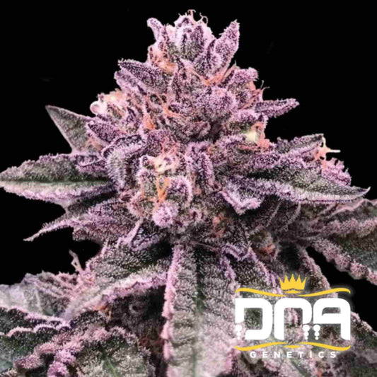 Nahaufnahme einer DNA Cake Blüte mit dichten violetten Trichomen und orangefarbenen Härchen, kaufen bei MySeeds