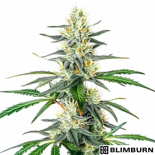 Dama Blanca mit harzigen, kompakten Blüten und dichten Trichomen sowie orangefarbenen Blütenstempeln