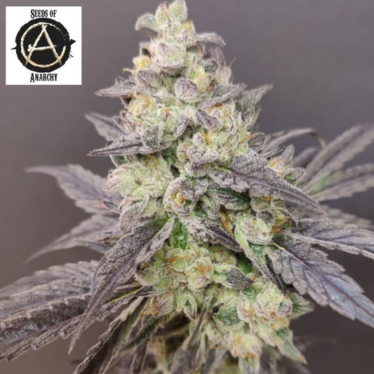 Dancing Sprite Cannabisblüte mit dichten Trichomen, violetten Blättern und orangefarbenen Stempeln