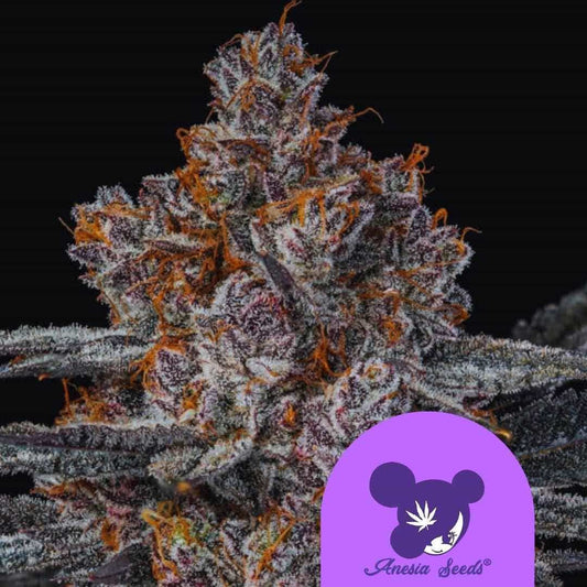 Nahaufnahme einer Dankberry Blüte mit violetten Nuancen, dichten Trichomen und leuchtend orangefarbenen Blütenhaaren