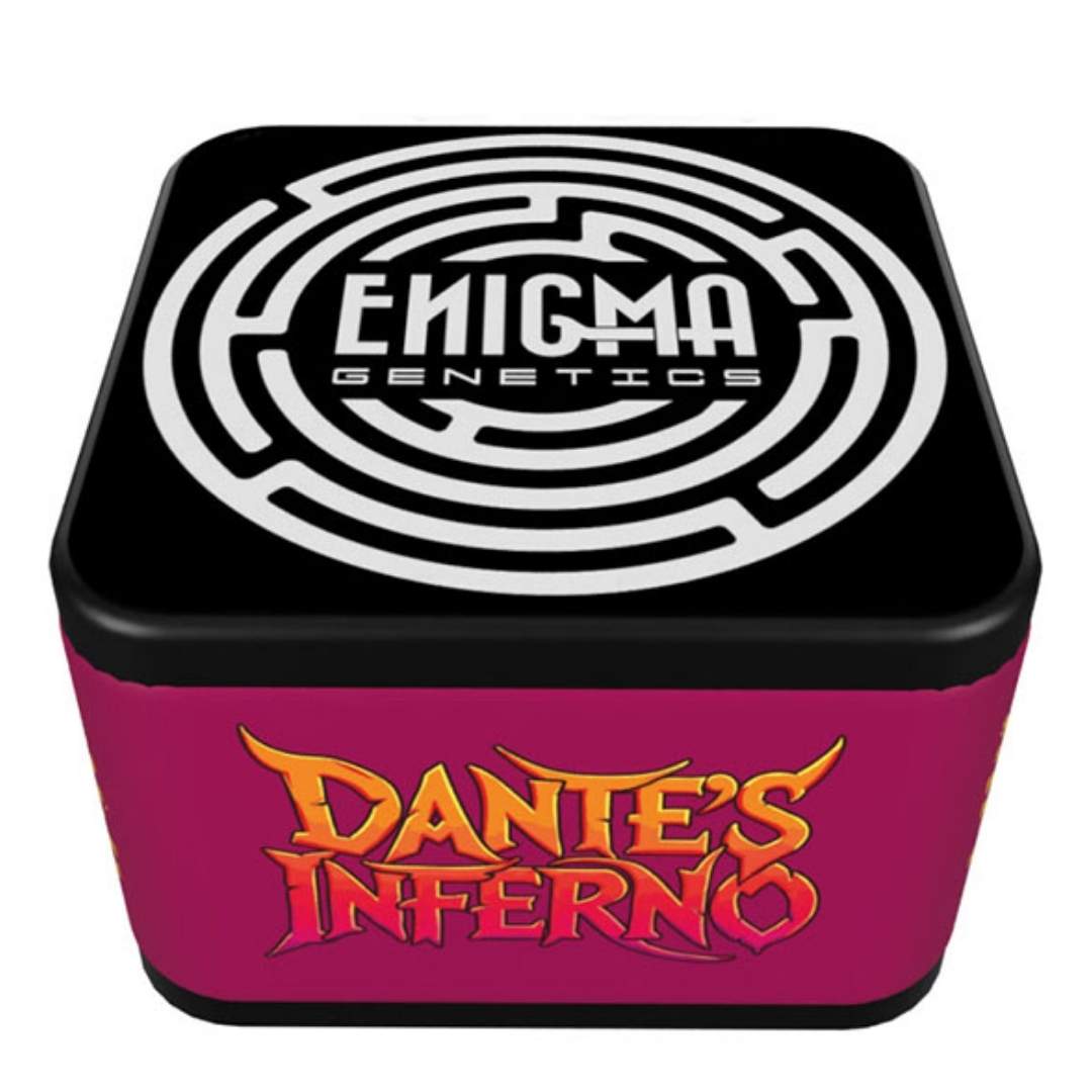 Dante´s Inferno Samenbox mit Enigma Genetics Logo und auffälligem Schriftzug auf der Verpackung