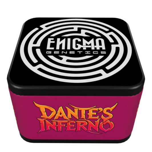 Dante´s Inferno Samenbox mit Enigma Genetics Logo und auffälligem Schriftzug auf der Verpackung