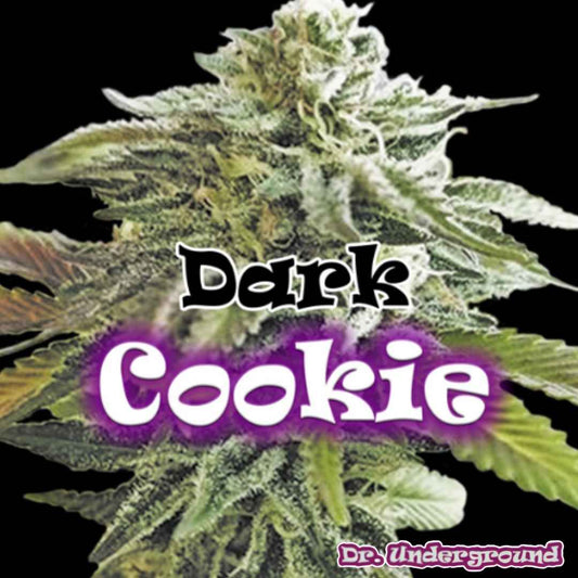 Dark Cookie Cannabissorte mit dichter harziger Blüte und hellgrünen Blättern