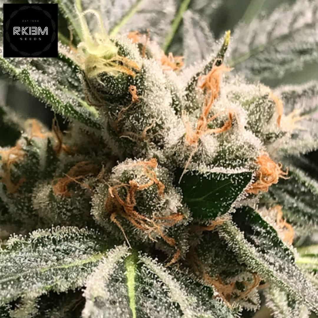 Auto Dark Kush Blüte mit dichten Trichomen und orangefarbenen Stempeln, harzreiche kompakte Buds
