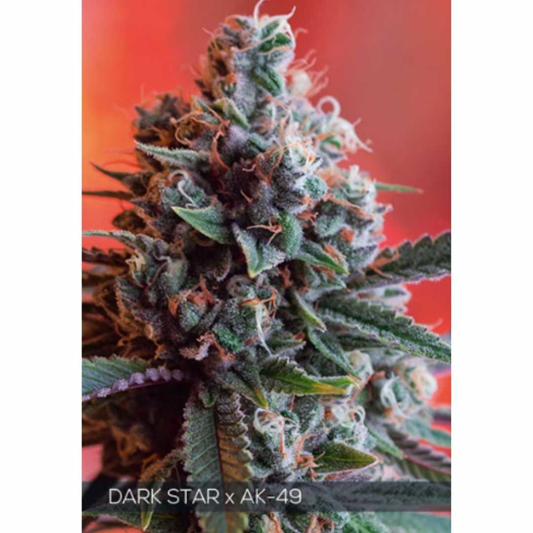 Dark Star x AK-49 von Vision Seeds mit dichter harziger Cannabisblüte.