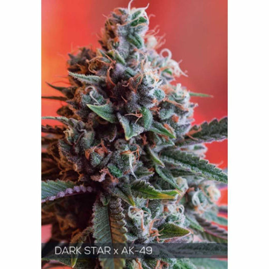 Dark Star x AK-49 von Vision Seeds mit dichter harziger Cannabisblüte.