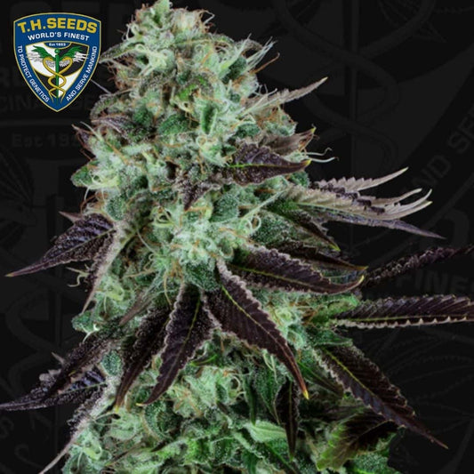 Darkstar Cannabisblüte mit dichten, harzigen Knospen und dunkelvioletten Blättern.