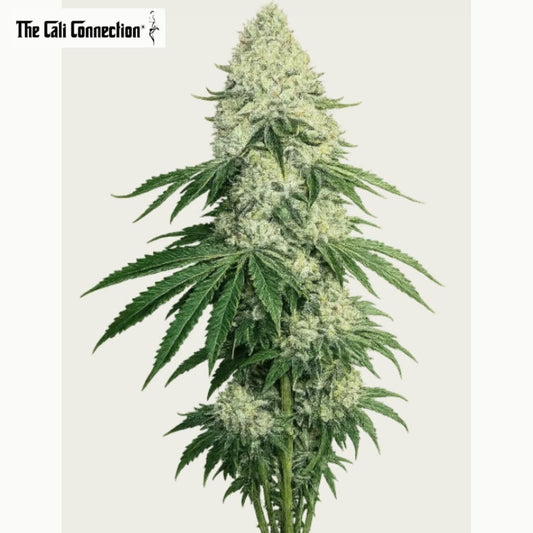 DeadHead OG mit langer, kompakter Hauptblüte, starkem Trichombesatz und schmalen dunkelgrünen Blättern.