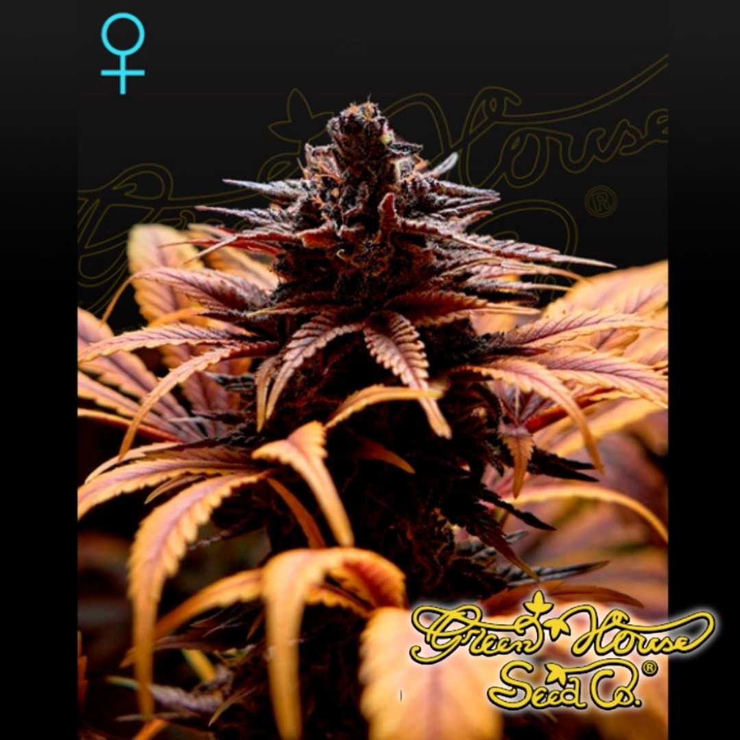 Reife Deep Candy Cannabispflanze mit dichter Hauptblüte, violetten Zuckerblättern und ausgeprägter Harzbildung