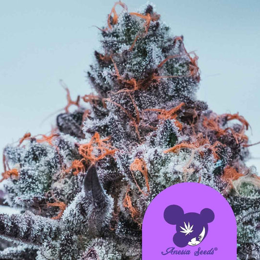 Kompakte Deep Jealousy Auto Buds mit dichten Trichomen und leuchtend orangefarbenen Blütenhärchen.