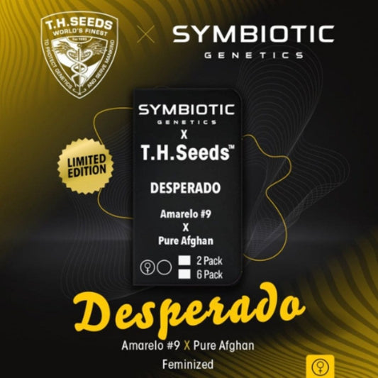 Desperado Samenpackung von T.H.Seeds und Symbiotic Genetics, Amarelo #9 x Pure Afghan, feminisiert