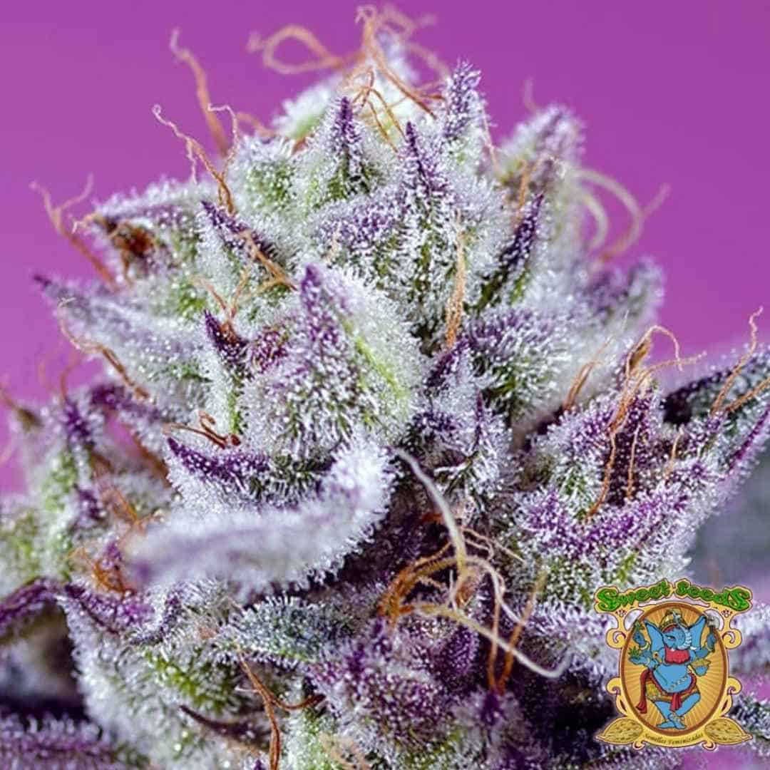 Nahaufnahme einer Diablo’s Delight XL Auto Blüte mit violetten Spitzen und dichter Harzschicht