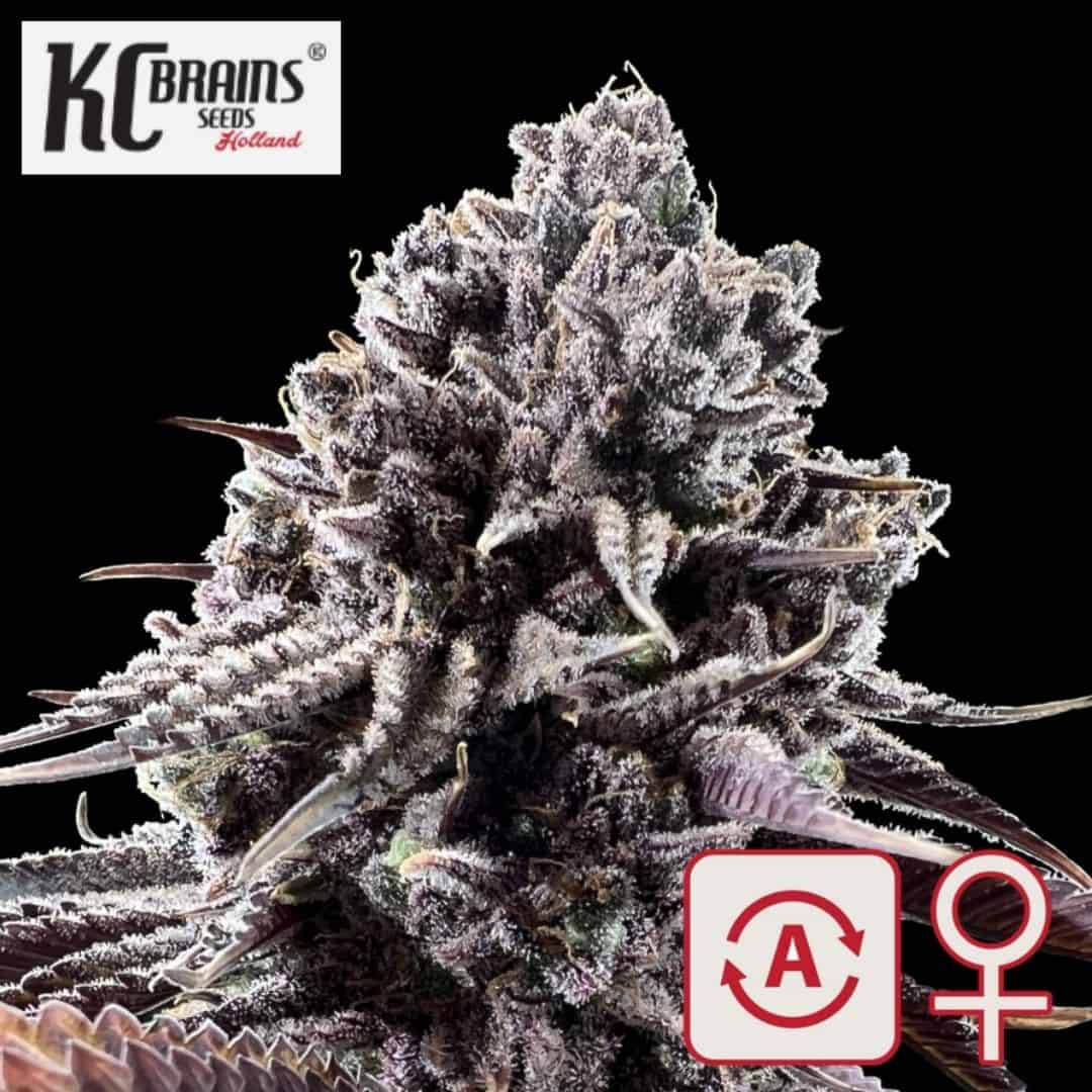 Auto Diamond Queen Kush Blüte mit frostigen Trichomen, violetten Blättern und Auto-Fem-Symbolen