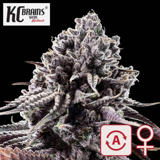 Auto Diamond Queen Kush Blüte mit frostigen Trichomen, violetten Blättern und Auto-Fem-Symbolen