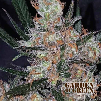 Nahaufnahme eines Diesel Berry Cough Buds mit starkem Harzbesatz und leuchtenden Trichomen