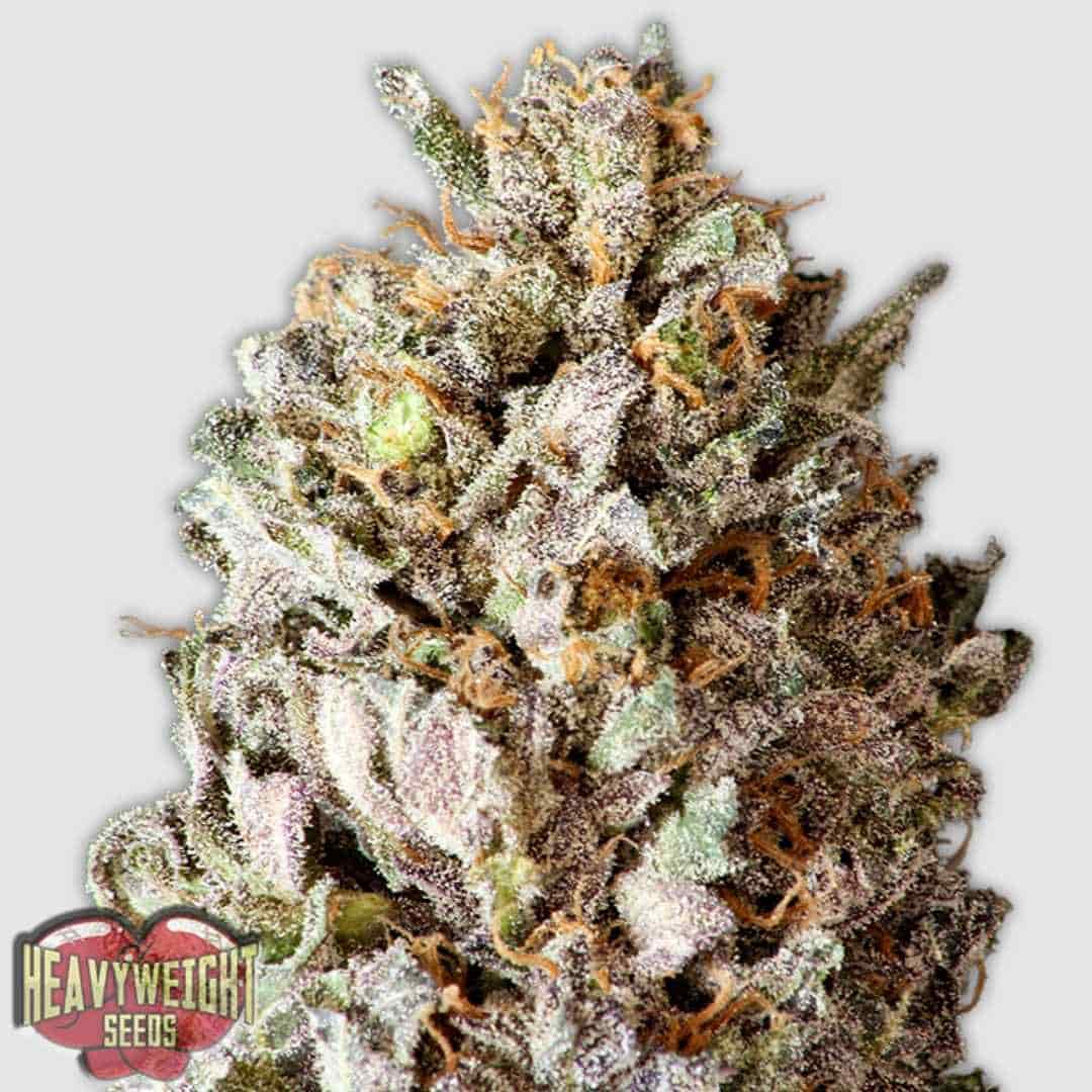 Diesel Drift Blüte mit dichten, harzigen Buds und orangefarbenen Stempeln