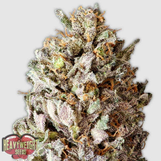 Diesel Drift Blüte mit dichten, harzigen Buds und orangefarbenen Stempeln