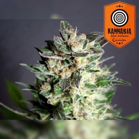 Diesel Glue Bud mit dichten Blüten, kristallbedeckten Trichomen und orangefarbenen Blütenhaaren