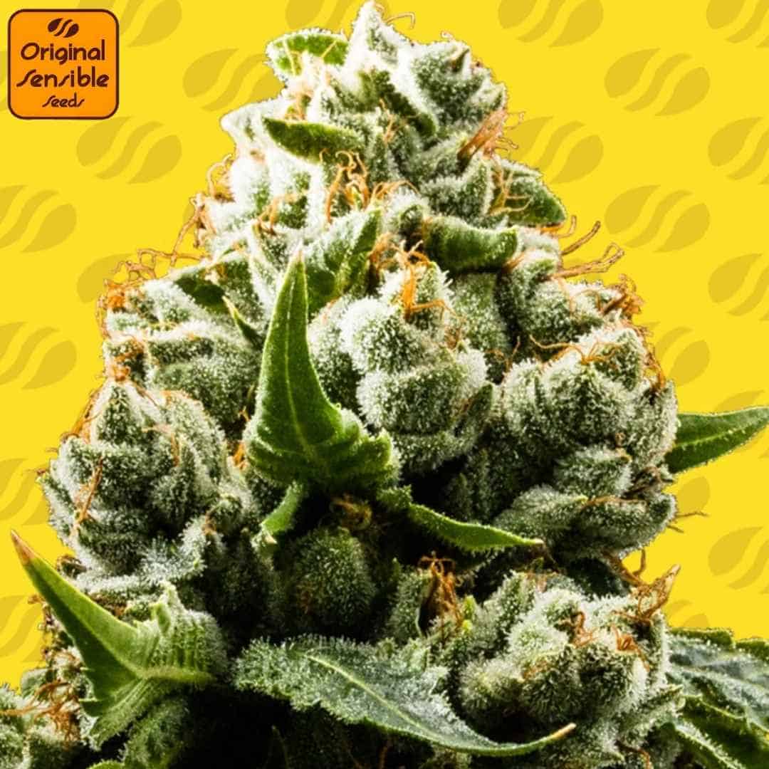 Auto Do Si Dos Blüte mit dichten, harzigen Buds, sichtbaren Trichomen und orangefarbenen Stempeln in Nahaufnahme