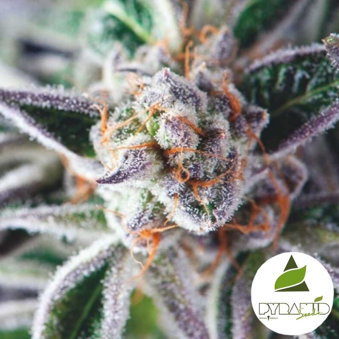 Frostige Do-Si-Dos Blüte mit violetten Spitzen und orangefarbenen Härchen