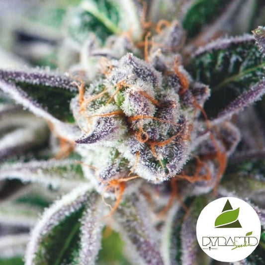 Frostige Do-Si-Dos Blüte mit violetten Spitzen und orangefarbenen Härchen