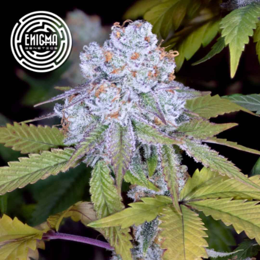 Do-Si-dos Sherbert Cannabisblüte mit dichter Harzschicht und orangefarbenen Blütenstempeln