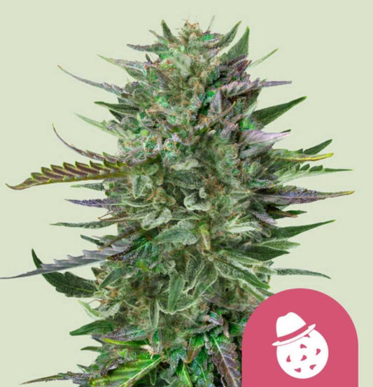 Do-si-dos Cannabispflanze mit dichten, harzreichen Blüten und violetten Blattakzenten.