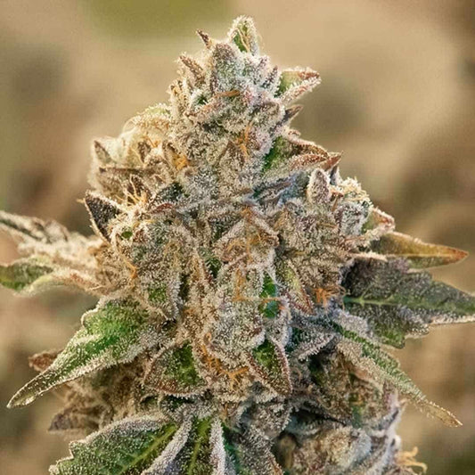 Dichte, stark bereifte Blüte von Do Si Face Auto mit kompakten Buds und sichtbaren Trichomen