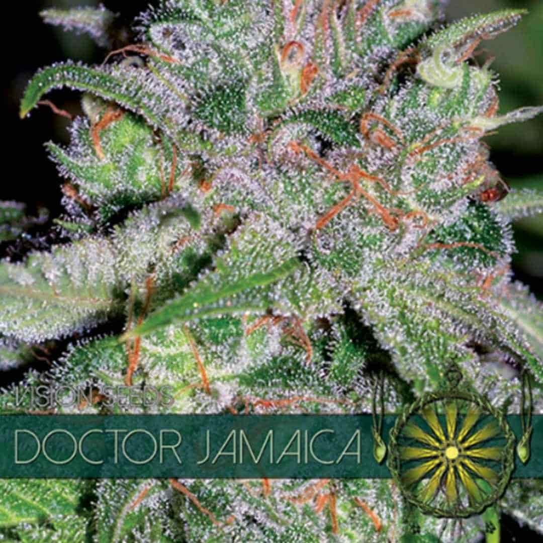 Doctor Jamaica von Vision Seeds als kompakte grüne Cannabisblüte.