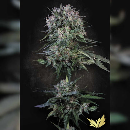 Doppler Cannabisblüte mit dichten harzigen Buds und dunkelgrünen Blättern voller Trichome