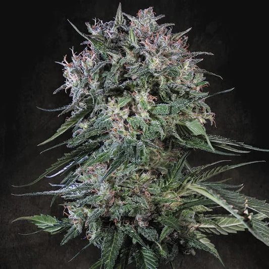 Doppler (Paradise Seeds) Feminisiert