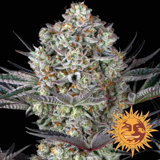 Dos-Si-Dos 33 Bud mit dichten Harzschichten, leuchtenden Orangestempeln und frostigen Trichomen