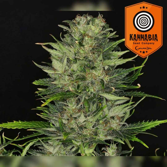 Dosidos Auto mit kompakten, harzigen Buds und dichten grünen Blütenblättern voller Trichome