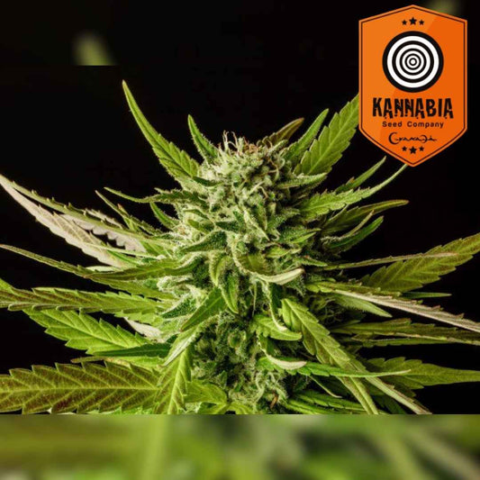 Dosidos Blüte mit dichten Harztrichomen und kräftigen grünen Blättern in voller Blütephase