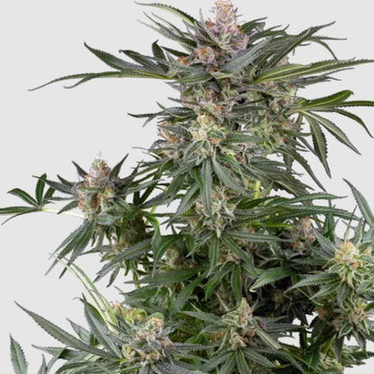 Dosimosa Cannabispflanze mit dichten, harzreichen Buds und zarten violetten Akzenten