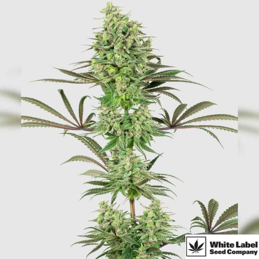 Double Banana Kush Blüte mit dichten Harzbuds und breiten Indica-Blättern